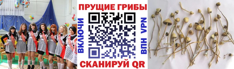 Купить где  Электросталь  Псилоцибиновые грибы мухоморы 